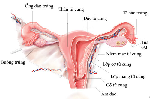 Vai trò của nội mạc tử cung đối với thụ thai